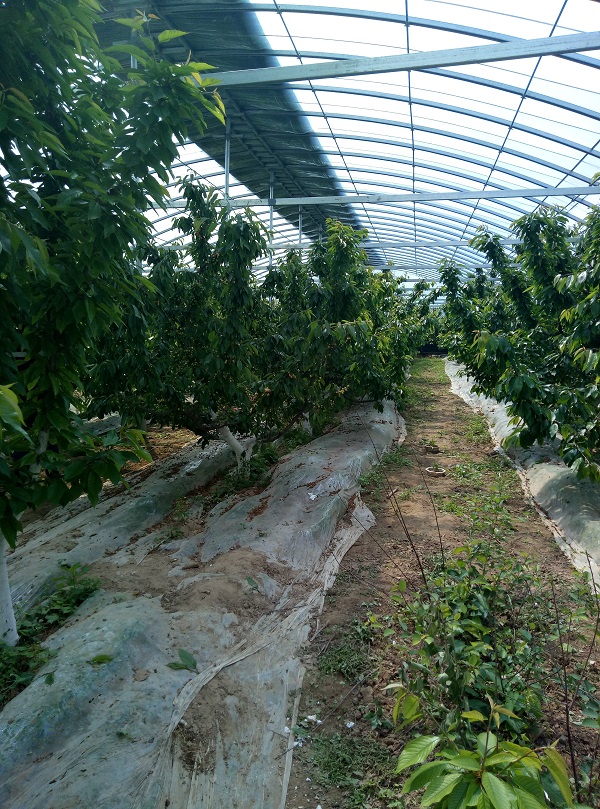 图片[2]-樱桃项目组总结4月12日-臭虾米博客