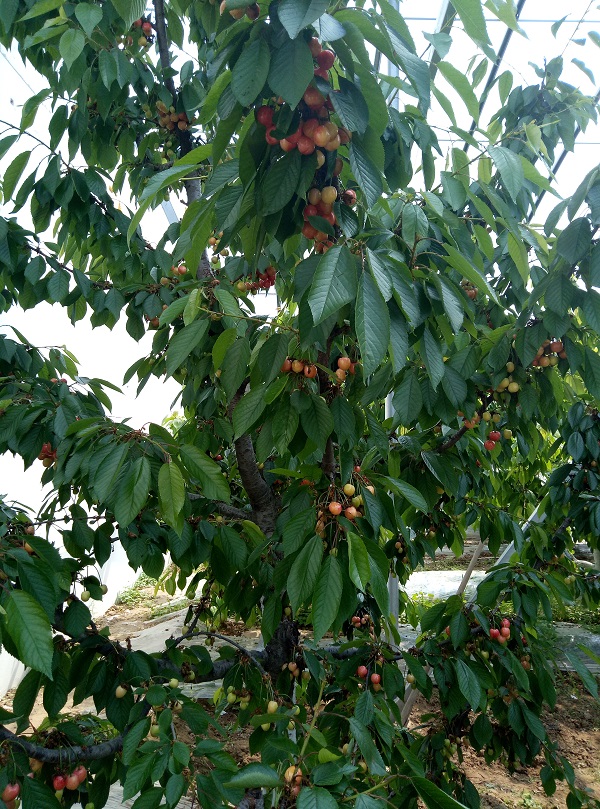 图片[3]-樱桃项目组总结4月12日-臭虾米博客