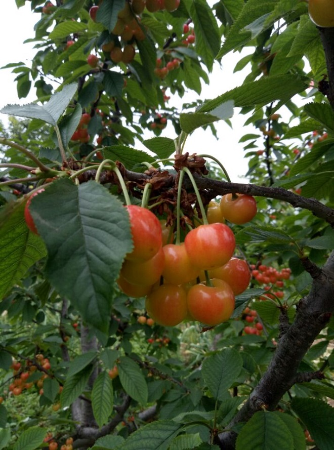图片[6]-在下卓村里的一段日子-臭虾米博客