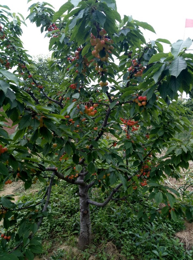 图片[5]-在下卓村里的一段日子-臭虾米博客