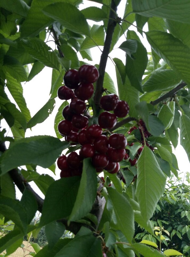 图片[7]-在下卓村里的一段日子-臭虾米博客